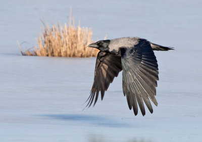 Carrion Crow (Corvus corone)