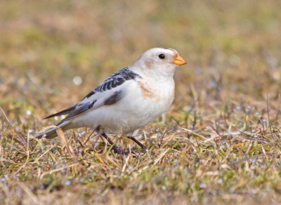 Snow Bunting (Plectrophenax nivalis)