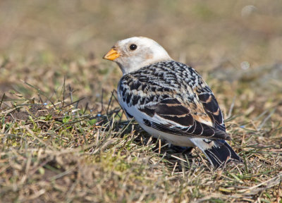 Snow Bunting (Plectrophenax nivalis)