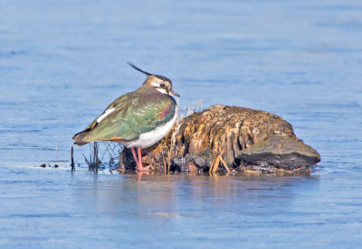 Lapwing (Vanellus venellus)