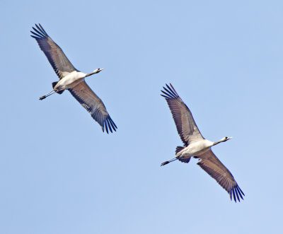 Crane (Grus grus)