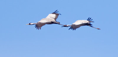 Crane (Grus grus)