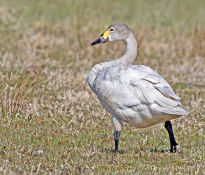 Swans, Geese and & Ducks