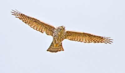 Goshawk (Accipiter gentilis)