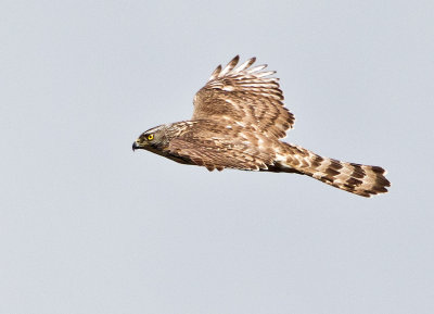 Goshawk (Accipiter gentilis)