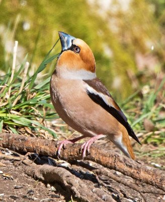 Hawfinch (Coccothaustes coccothaustes)