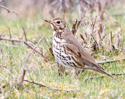 Song Trush (Thurdus philomelos)