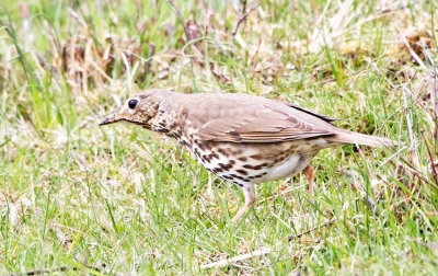 Song Trush (Thurdus philomelos)