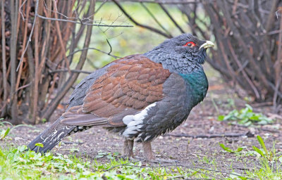 Capercaillie (Tetrao urogallus)