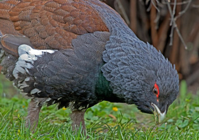 Capercaillie (Tetrao urogallus)