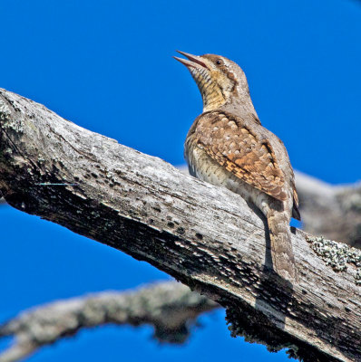 Wryneck ((Jynx torquilla)