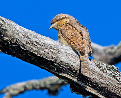 Wryneck (Jynx torquilla)