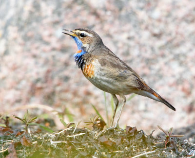 Bluethroat (Luscinia svecicia)