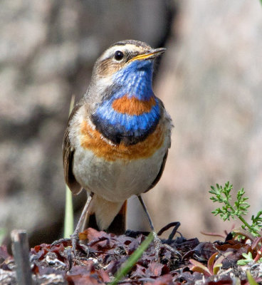 Bluethroat (Luscinia svecicia)