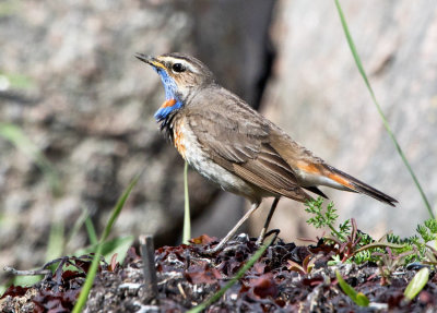 Bluethroat (Luscinia svecicia)