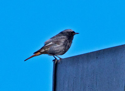 Black Redstart (Phoenicurus ochruros)