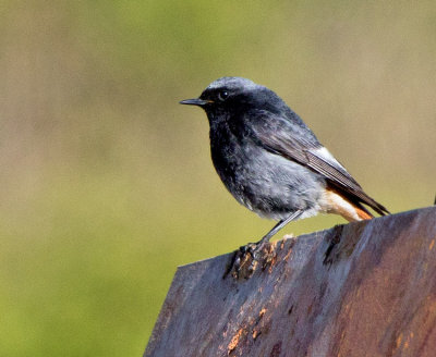 Black Redstart (Phoenicurus ochruros)