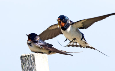 Swallow (Hirundo rustica)