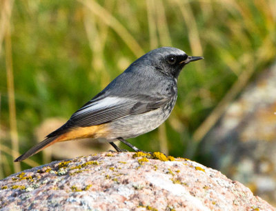 Black Redstart (Phoenicurus ochruros)