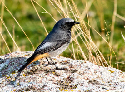 Black Redstart (Phoenicurus ochruros)