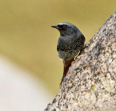 Black Redstart (Phoenicurus ochruros)