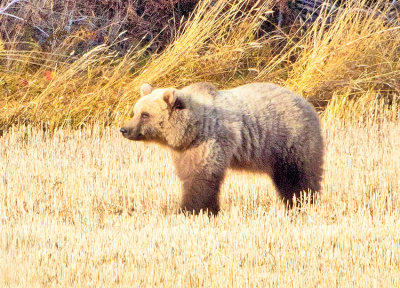 Bear (Ursus Arctos)