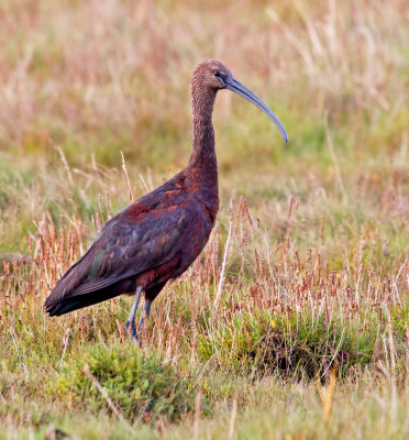 Glossy Ibis (Plegadis falcinellus)