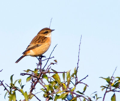 Whinchat (Saxicola torquatus maurus)