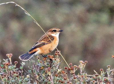 Whinchat (Saxicola torquatus maurus)