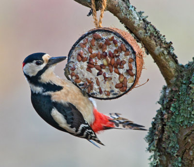 Great Spotted Woopecker (Deodrocopos major)