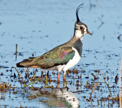 Lapwing (Vanellus venellus)