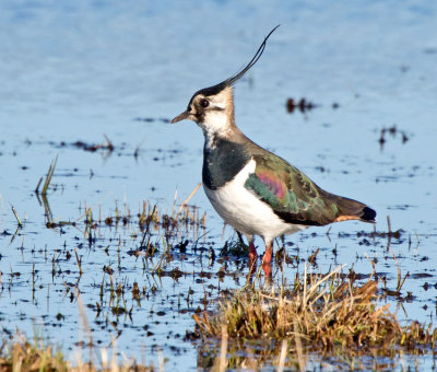 Lapwing (Vanellus venellus)