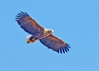 White-tailed eagle (Haliaeetus albicilla)