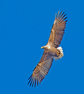 White-tailed eagle (Haliaeetus albicilla)