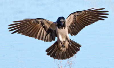 Carrion Crow (Corvus corone)