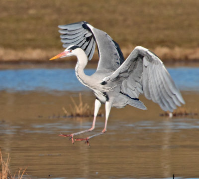 Grey Heron (Ardea cinerea)