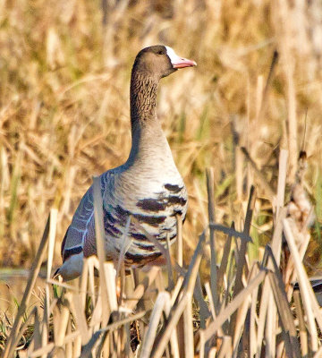 White-fronted Goose (Anser albifrons) 