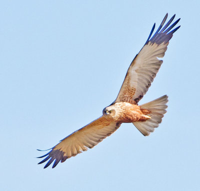 Marsh Harrier (Circus aerugiosus)