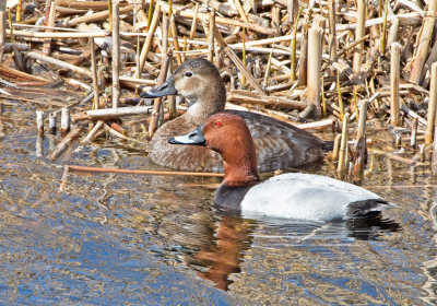 Pochard (Aythya ferina)