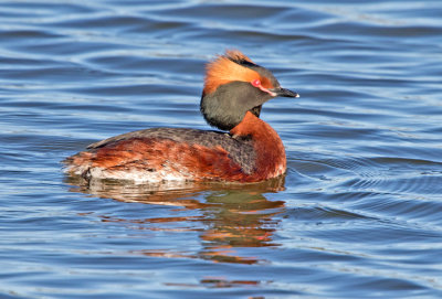 Slavonian Grebe (Podiceps auritus)