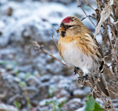 Redpoll (Carduelis flammea)