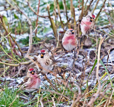 Redpoll (Carduelis flammea)