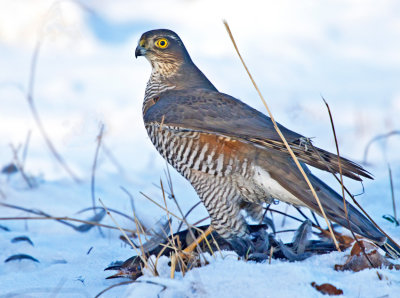 Sparrowhawk (Accipter nisus)