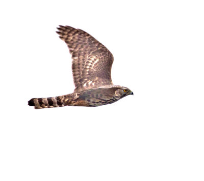 Goshawk (Accipiter gentilis)