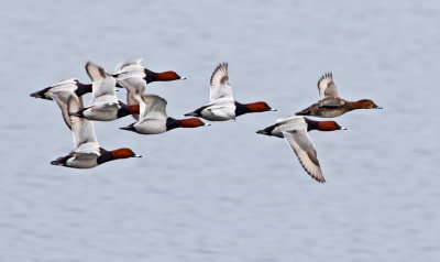 Pochard (Aythya ferina)