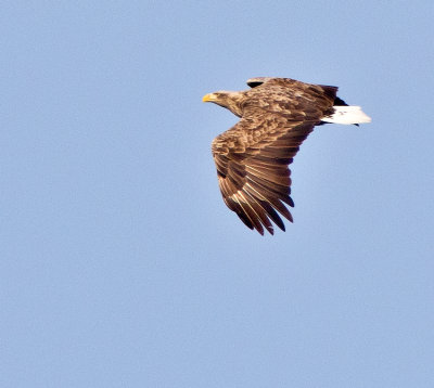 White-tailed eagle (Haliaeetus albicilla)