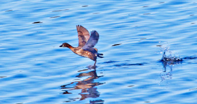 Little Grebe (Tachybaptus ruficollis)