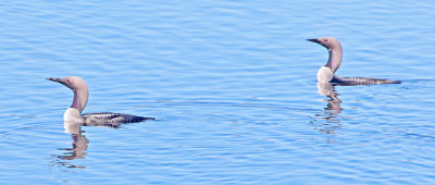 Black-throated Diver (Gavia arctica)
