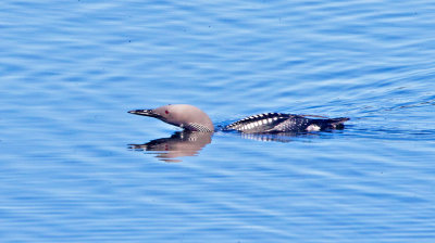 Black-throated Diver (Gavia arctica)