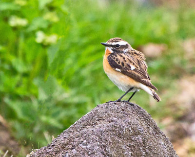 Whinchat (Saxicola torquatus maurus)